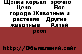 Щенки харька! срочно. › Цена ­ 5 000 - Все города Животные и растения » Другие животные   . Алтай респ.